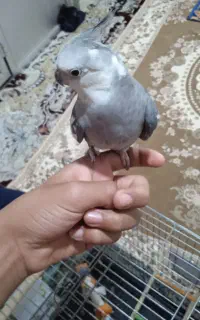 عروس هلندی