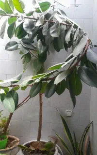 گل فیکوس بزرگ  برای تزئین خانه