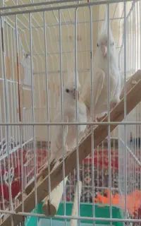 عروس هلندی