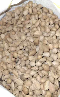 بادام تلخ