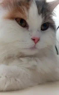 گربه پرشین اصلی خانگی