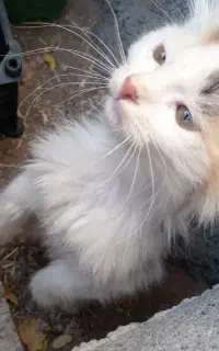 فروش بچه گربه