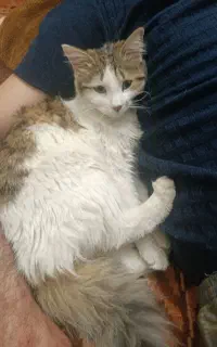 واگذاری گربه مادر با نوزادان