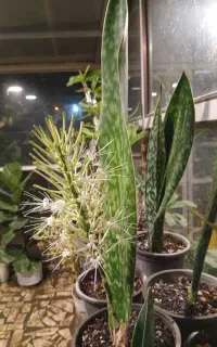 سریداری باغ ویلا