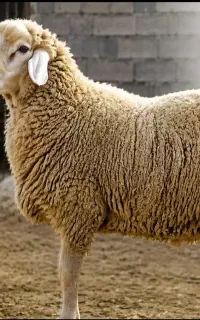 قربانی نذری گوسفند زنده شهرداری تمام تهران آنی