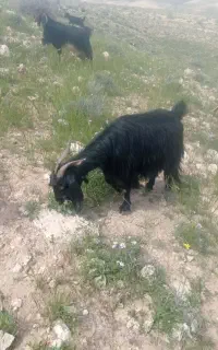 هفت  راس بز کهره دار(ترکی)