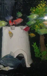 ماهی آکواریوم