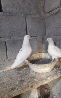 کبوتر گره کوک