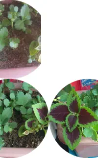کود تقویتی گل وگیاه درخت و باغچه قرصی