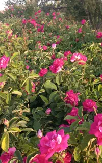 گل محمدی خشک شده در سایه به روش سنتی قیزیل گول
