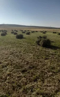 یونجه