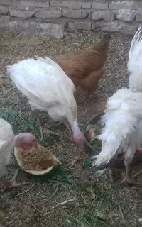 بوقلون سفید گوشتی
