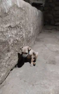 سگ پاکوتاه واگزار