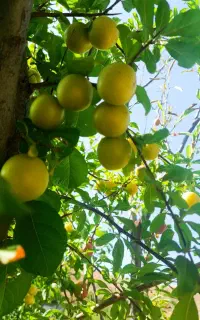 الوچه ترش وشیرین ابدار