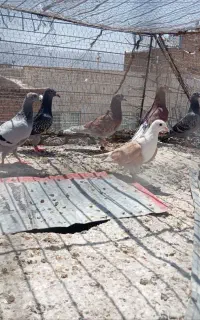 کبوتر روستان سرحال
