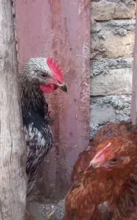 جوجه مرغ و خروس