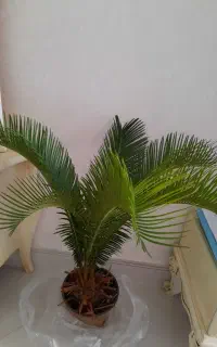 گل طبیعی
