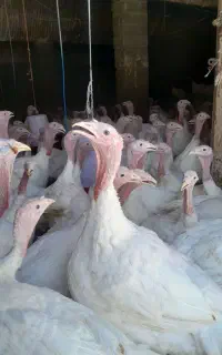 بوقلمون بیوتی ۶