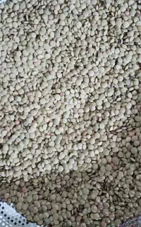عدس سفید وسیاه تازه