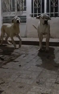 جفت توله ۶ماهه