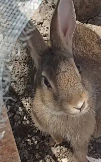 دوتا خرگوش بازیگوش