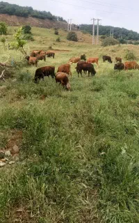 ۱۰ عدد گاو نر و ماده اعدکل و ماده.همه صحرایی
