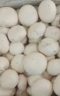 قارچ دکمه