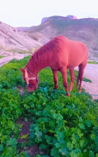 اسب