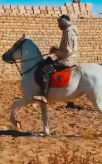 مادیون ترکی