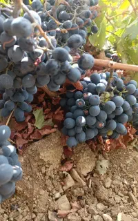 فروش انگور رشە(سیاه)