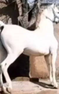 اسب 7دانگ کورد