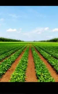 فروش کود های ارگانیک و افزایش تناژ محصول