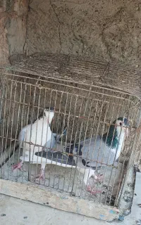 کبوتردمگیر نروماده دستگردی برگشتنی ولکنی