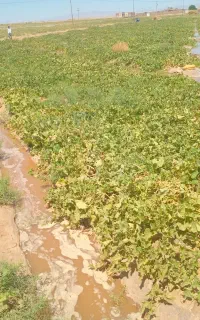 خربزه دامی رنگ دارهم تخم خوب هم بزرگ قابل استفاده