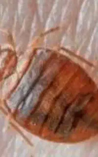 موش عقرب کنه عنکبوت و انواع جانوران و حشرات موذی