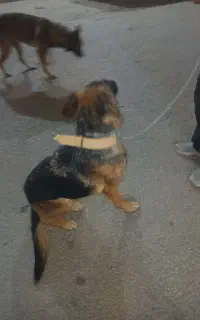 سگ ژرمن شپرد