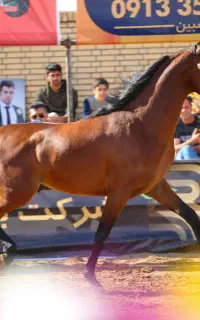 کشش سیلمی دوسر وارداتی