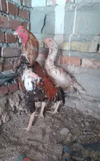مرغ و خروس لاری