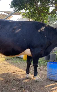 گاو دورگ