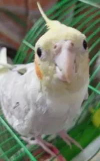 عروس هلندی گمشده
