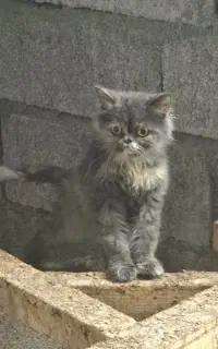 گربه پرشین سوپر فلت ۴ تا فردا