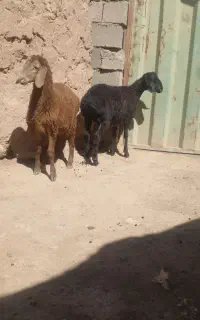 بره نرچینی