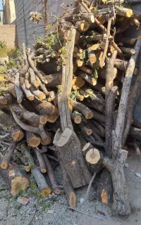 انواع چوب و درخت