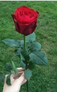 ۱۵۶ گل ملی