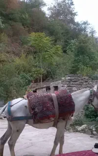 اسب نریان غزل