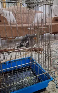 عروس هلندی ماده