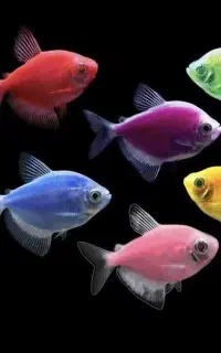 فروش ماهی قرمز