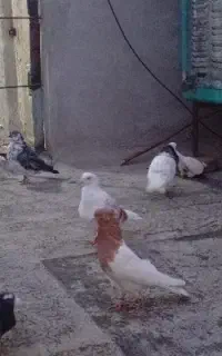 کبوتر