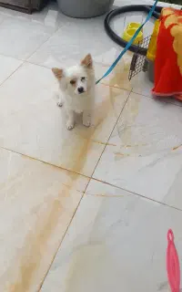 پامر روباهی  نر