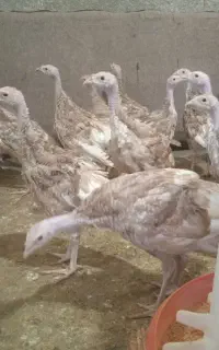 جوجه بوقلمون بربون وبرنز دوماهه